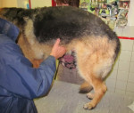 Inca,duitse herder,heeft HD en last van artrose. Haar bekken hangt,zoals op de foto te zien, helemaal af. 